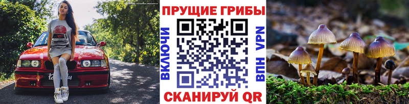 Купить где  Скопин  Галлюциногенные грибы Psilocybine cubensis 